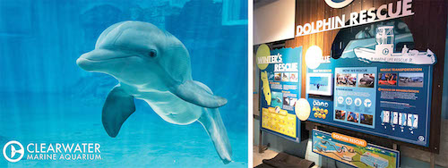 Those sightseeing in Florida must visit the Clearwater Marine Aquarium was the home of the beloved dolphin Winter, who passed away in April 2022.