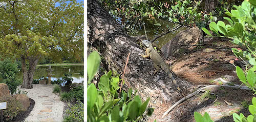 Morikami’s Japanese gardens span 16 acres and feature winding trails, ponds, and various wildlife near Florida beaches