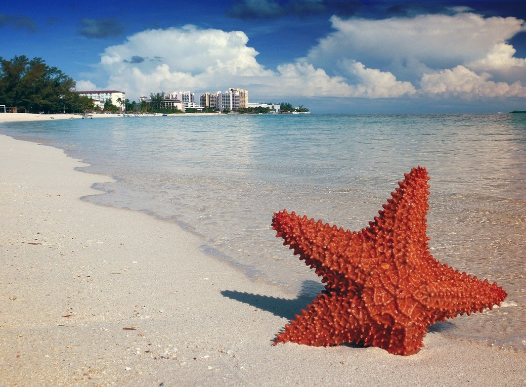 starfish-1122849_1280_1_2