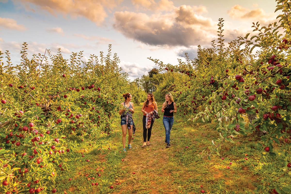 travel_ns_fall_apple-orchard