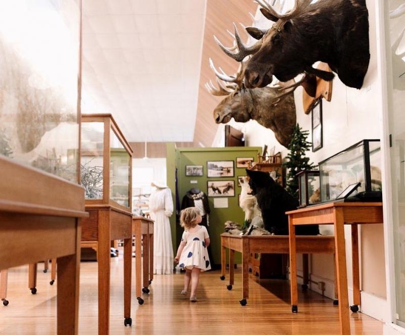 The Libby Museum is New Hampshire's museum of natural history.