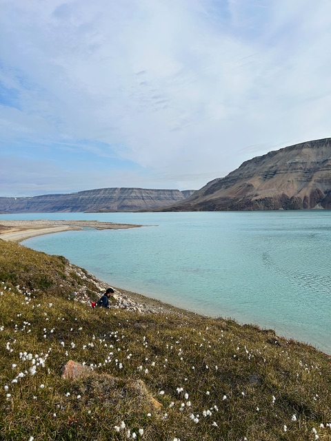 Adventure Canada_Arctic cotton in Cuming Inlet