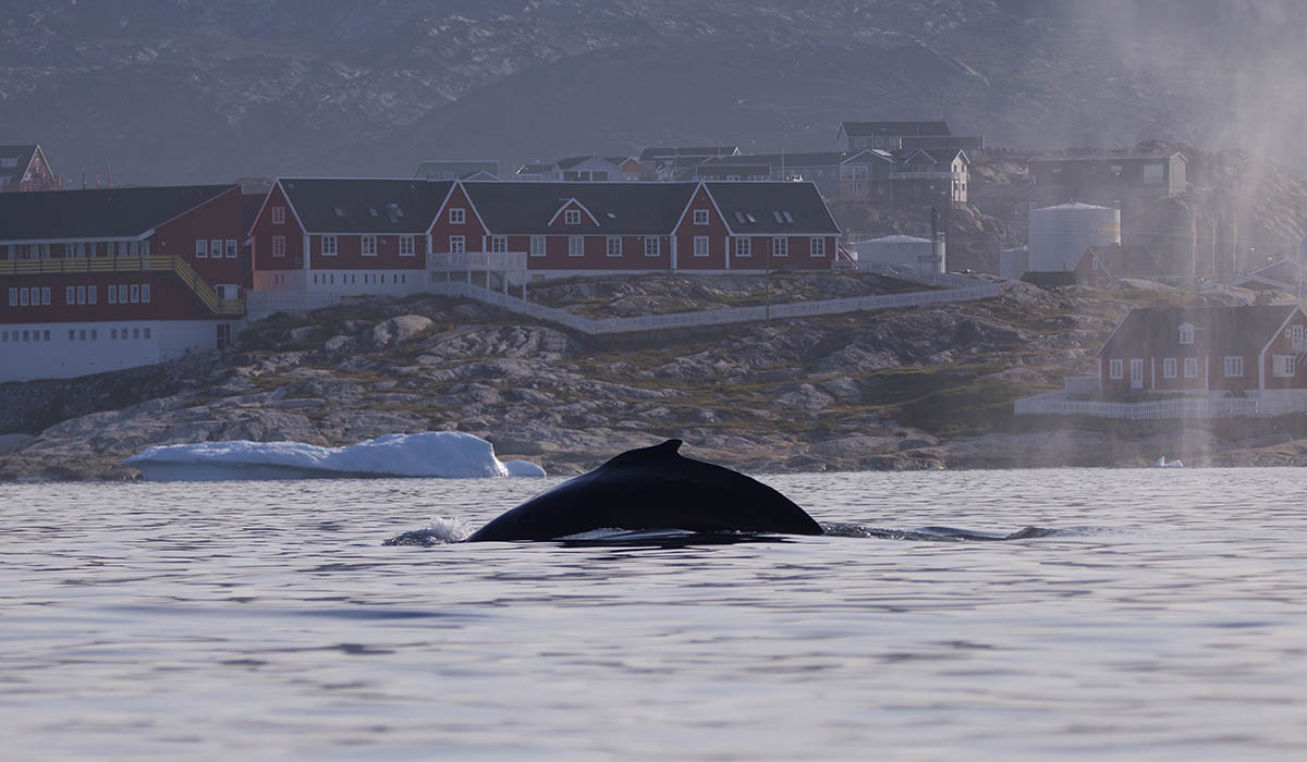 Adventure Canada_Our welcome to Ilulissat by a humpback whale_photo Meg Langlais
