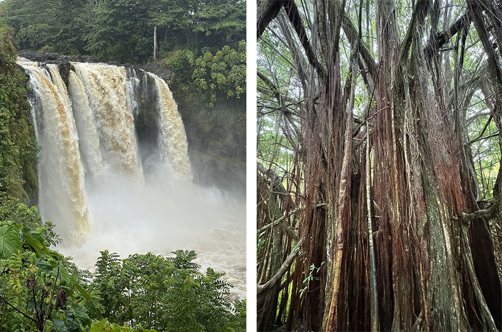 Hawaii_Hilo's Rainbow Falls_Banyan trees in Akaka State Park