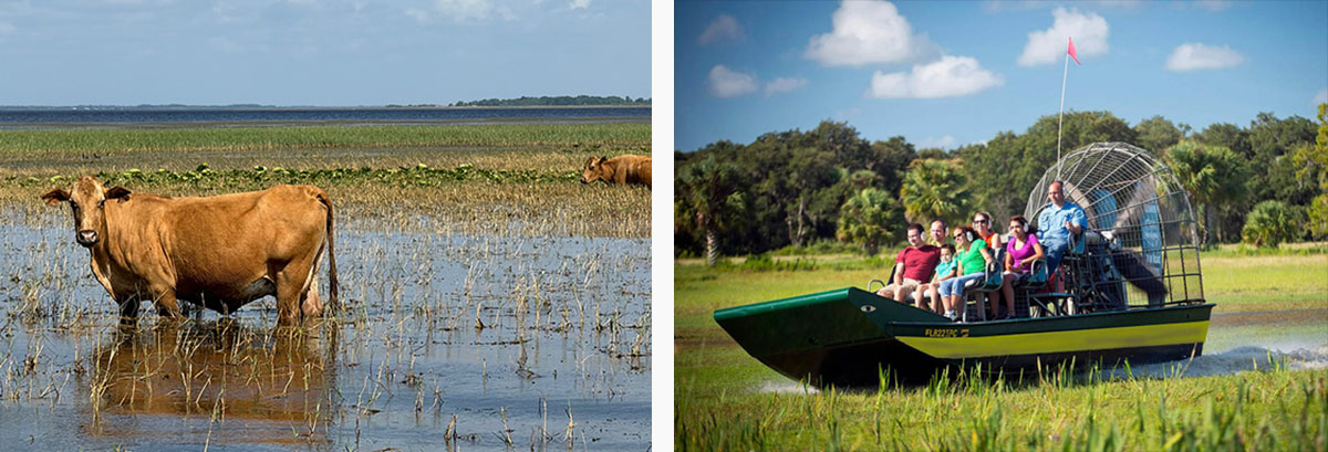 Kissimmee_Boggy Creek Airboat Adventures_Cow_May 2024 copy