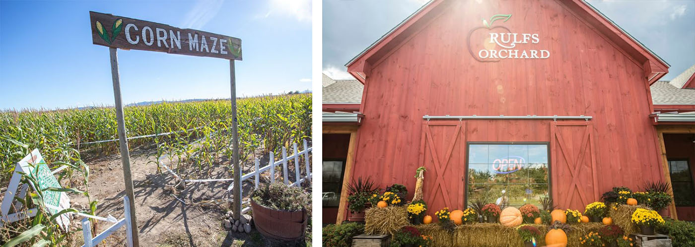 Plattsburgh_Rulfs Orchard_Oct 2024