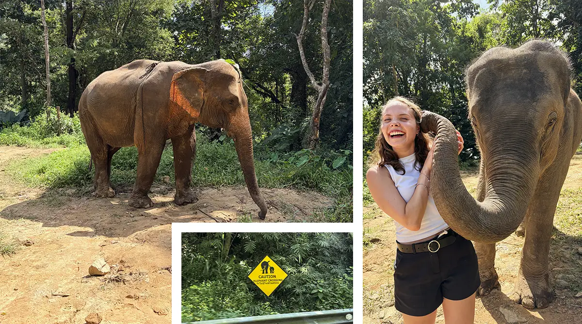 Thailand_Elephants_Andres Monasterios_Jan 2026